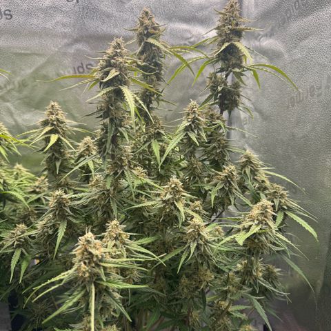 Epsilon f1 Boston growlog timeline photo