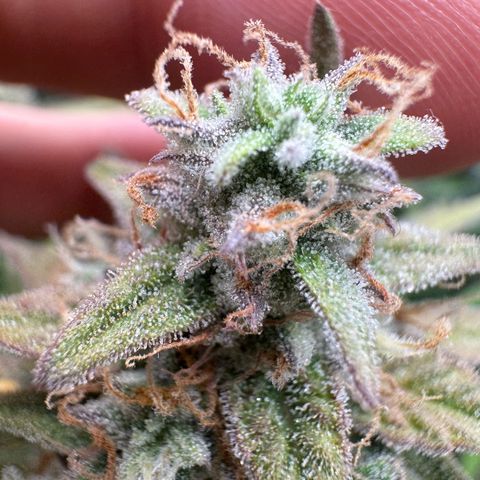 Epsilon f1 Boston growlog timeline photo