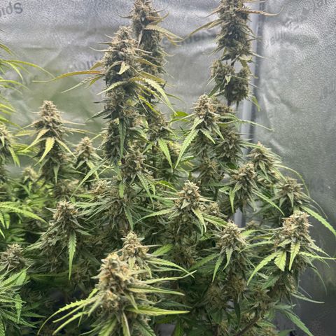 Epsilon f1 Boston growlog timeline photo