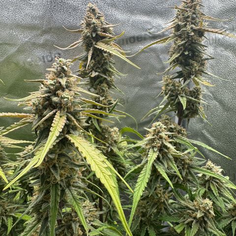 Epsilon f1 Boston growlog timeline photo