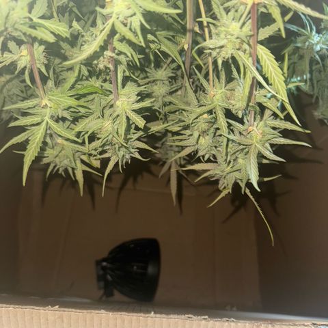 Epsilon f1 Boston growlog timeline photo