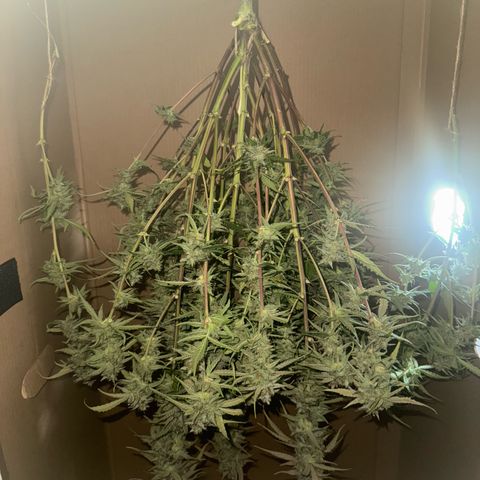 Epsilon f1 Boston growlog timeline photo