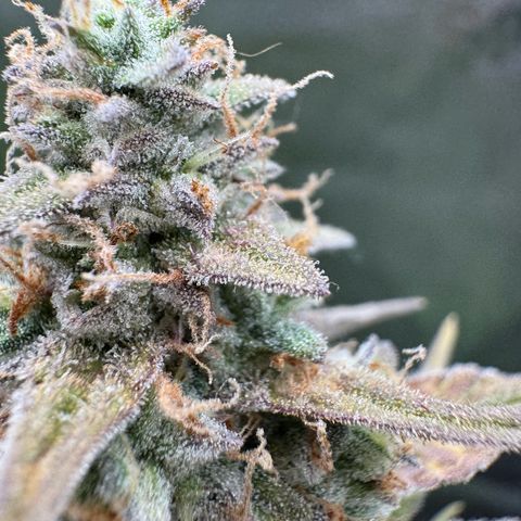 Epsilon f1 Boston growlog timeline photo