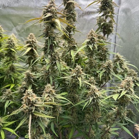 Epsilon f1 Boston growlog timeline photo