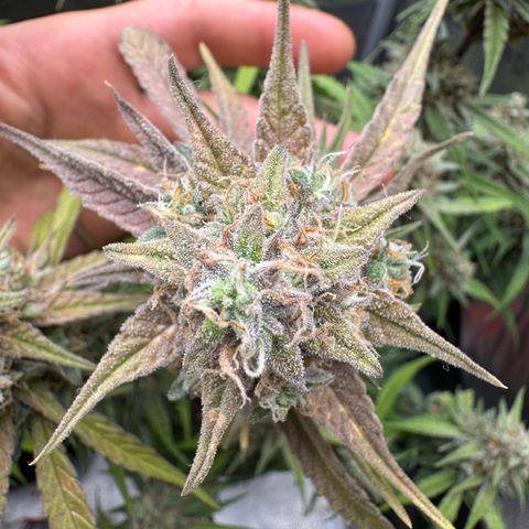 Epsilon f1 Boston growlog timeline photo