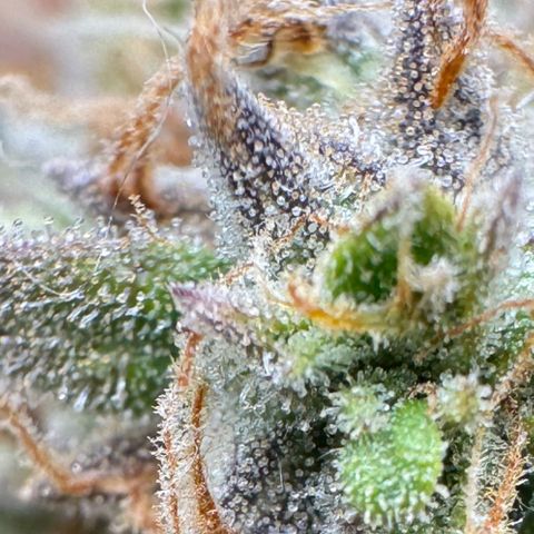 Epsilon f1 Boston growlog timeline photo