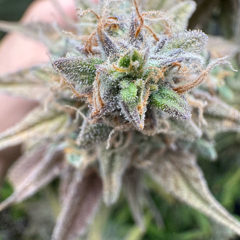Epsilon f1 Boston growlog timeline photo