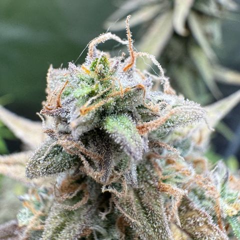 Epsilon f1 Boston growlog timeline photo