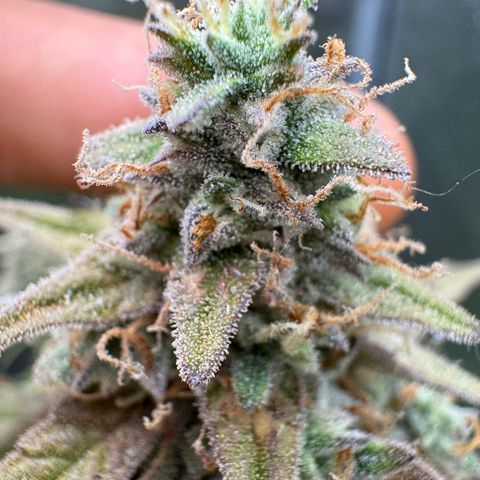 Epsilon f1 Boston growlog timeline photo