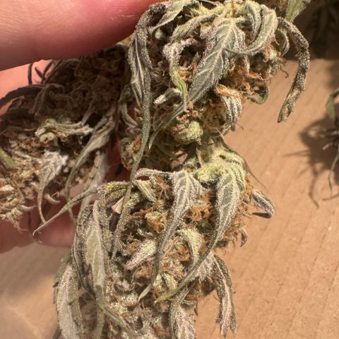 Epsilon f1 Boston growlog timeline photo