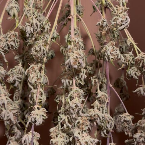 Epsilon f1 Boston growlog timeline photo