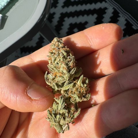 Epsilon f1 Boston growlog timeline photo