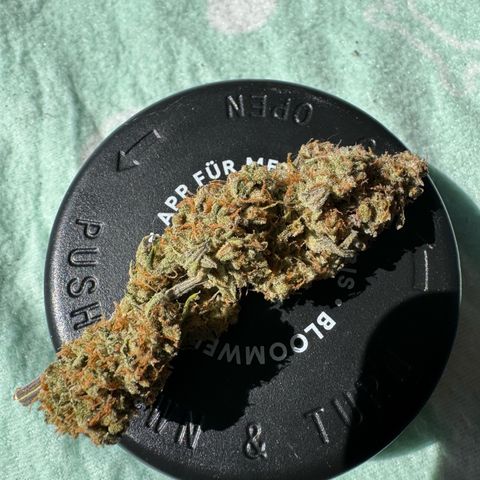 Epsilon f1 Boston growlog timeline photo