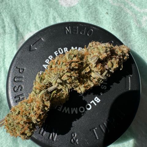 Epsilon f1 Boston growlog timeline photo