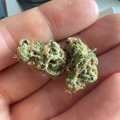 Epsilon f1 Boston growlog timeline photo