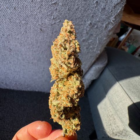 Epsilon f1 Boston growlog timeline photo