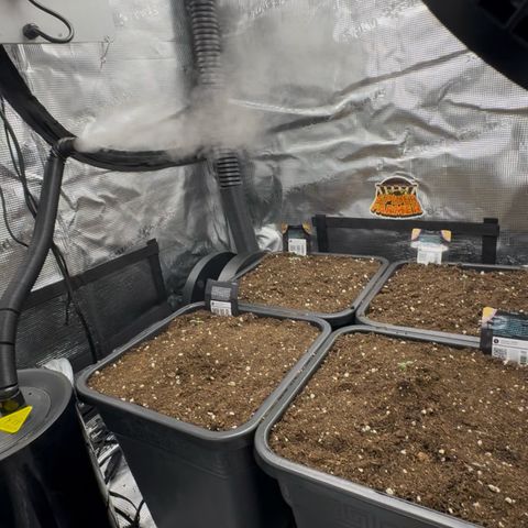 Lemon kerry Banana Purple  growlog timeline photo
