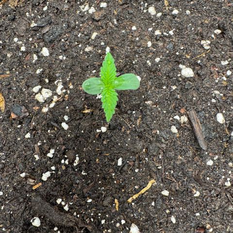 Lemon kerry Banana Purple  growlog timeline photo