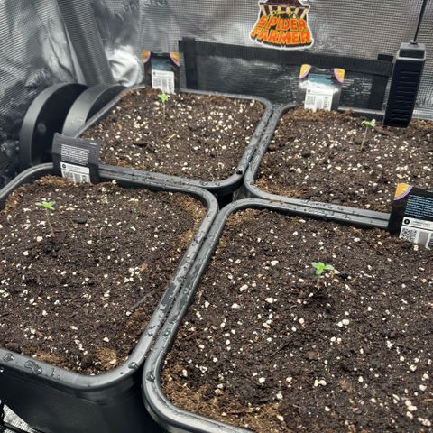 Lemon kerry Banana Purple  growlog timeline photo