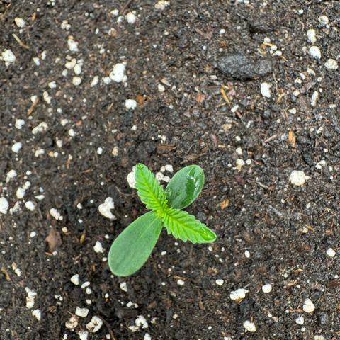Lemon kerry Banana Purple  growlog timeline photo