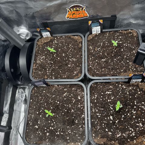 Lemon kerry Banana Purple  growlog timeline photo
