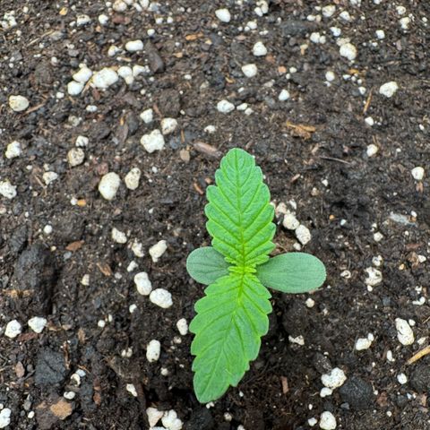 Lemon kerry Banana Purple  growlog timeline photo