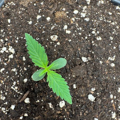 Lemon kerry Banana Purple  growlog timeline photo