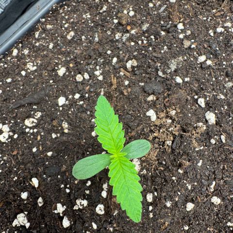 Lemon kerry Banana Purple  growlog timeline photo