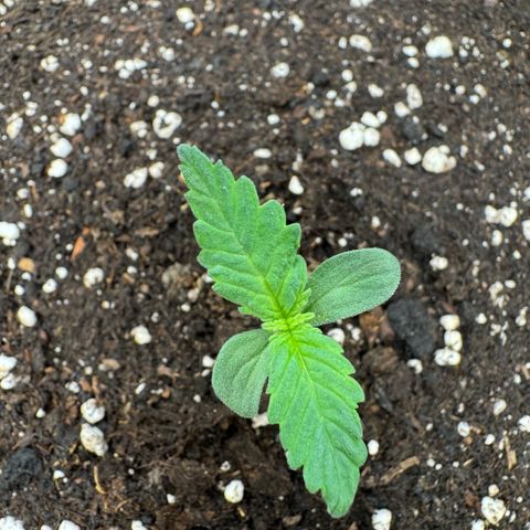 Lemon kerry Banana Purple  growlog timeline photo