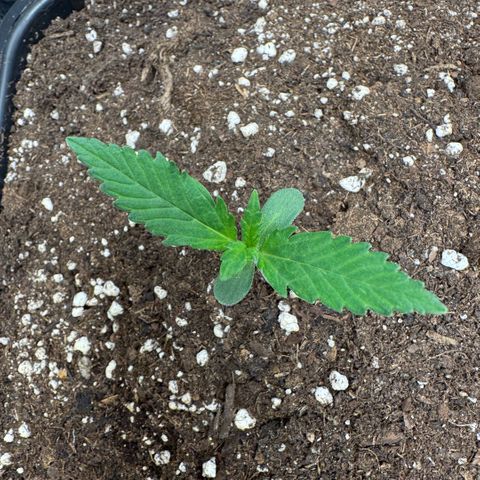 Lemon kerry Banana Purple  growlog timeline photo