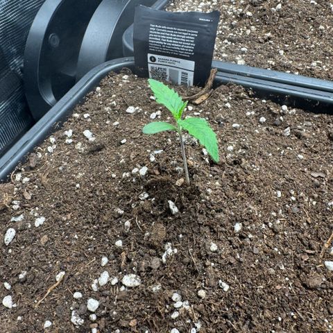 Lemon kerry Banana Purple  growlog timeline photo