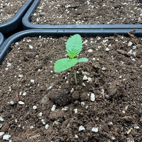 Lemon kerry Banana Purple  growlog timeline photo