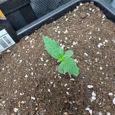 Lemon kerry Banana Purple  growlog timeline photo