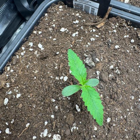 Lemon kerry Banana Purple  growlog timeline photo