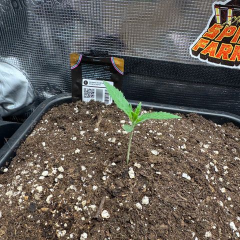 Lemon kerry Banana Purple  growlog timeline photo