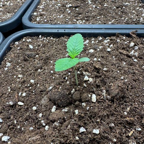 Lemon kerry Banana Purple  growlog timeline photo
