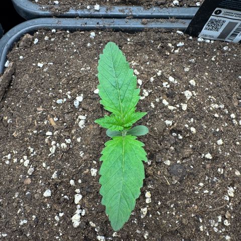 Lemon kerry Banana Purple  growlog timeline photo