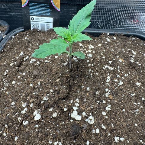 Lemon kerry Banana Purple  growlog timeline photo