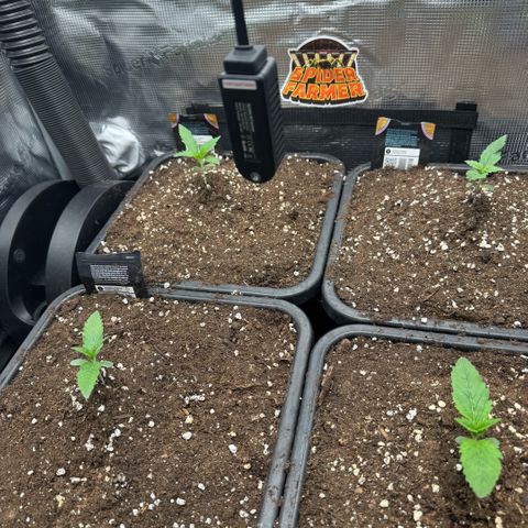 Lemon kerry Banana Purple  growlog timeline photo