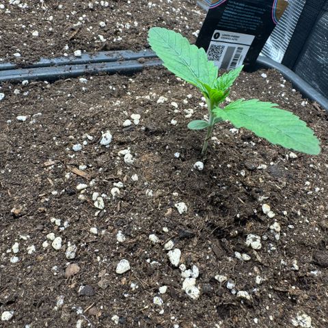 Lemon kerry Banana Purple  growlog timeline photo