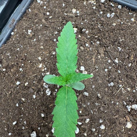Lemon kerry Banana Purple  growlog timeline photo