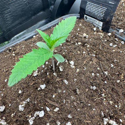 Lemon kerry Banana Purple  growlog timeline photo