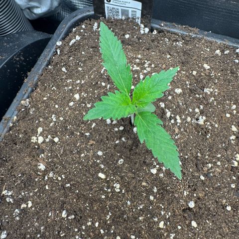 Lemon kerry Banana Purple  growlog timeline photo