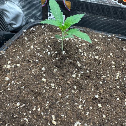 Lemon kerry Banana Purple  growlog timeline photo