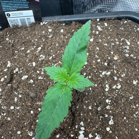 Lemon kerry Banana Purple  growlog timeline photo