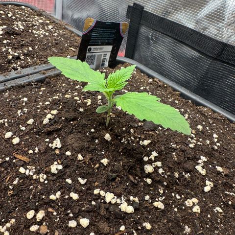 Lemon kerry Banana Purple  growlog timeline photo