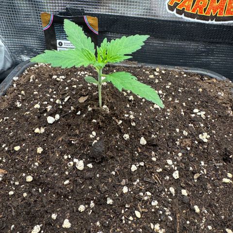 Lemon kerry Banana Purple  growlog timeline photo
