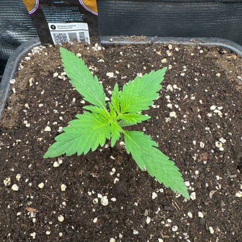 Lemon kerry Banana Purple  growlog timeline photo
