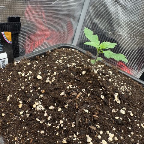 Lemon kerry Banana Purple  growlog timeline photo