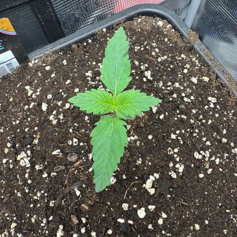 Lemon kerry Banana Purple  growlog timeline photo